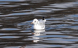 鷗,休息,鳥