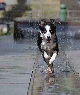 邊境牧羊犬,噴泉,城市