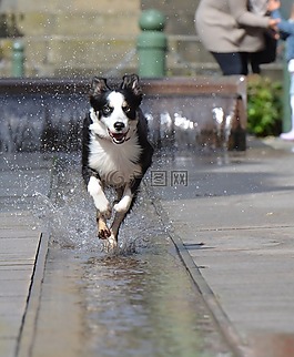 邊境牧羊犬,噴泉,城市