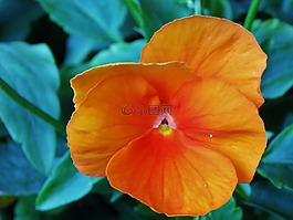 花,橙色,花園