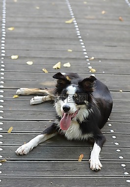 邊境牧羊犬,木橋,說謊的狗