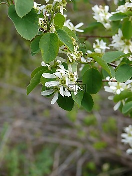 花卉,鮮花,花