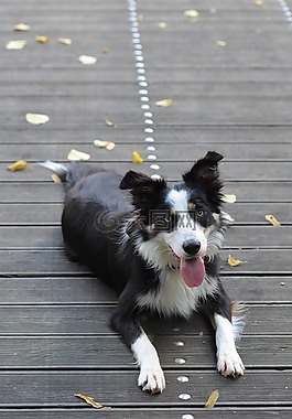 邊境牧羊犬,木橋,說謊的狗