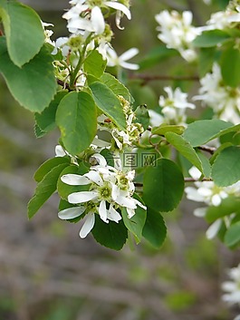 花卉,鮮花,花