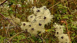 树的外套,种子,性质