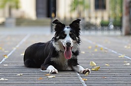 邊境牧羊犬,木橋,說謊的狗