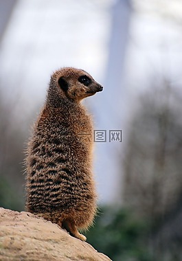 猫鼬,suricate,沙漠