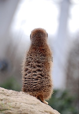 猫鼬,suricate,沙漠
