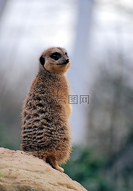 猫鼬,suricate,沙漠
