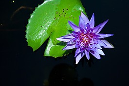 花,陰影,性質(zhì)