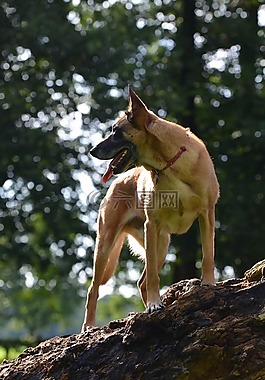 瑪利諾犬,比利時(shí)牧羊犬,夏季