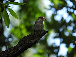 鳥(niǎo),性質(zhì),星