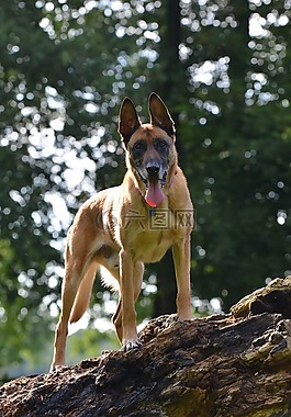 瑪利諾犬,比利時(shí)牧羊犬,夏季