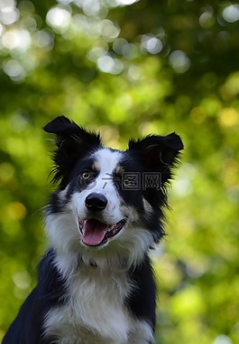 邊境牧羊犬,肖像,注意