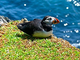 海雀,鳥,動物