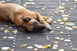 瑪利諾犬,甜,木橋