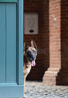瑪利諾犬,門,比利時牧羊犬