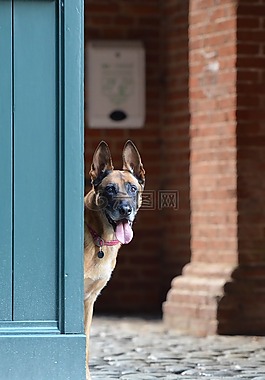 瑪利諾犬,門(mén),比利時(shí)牧羊犬
