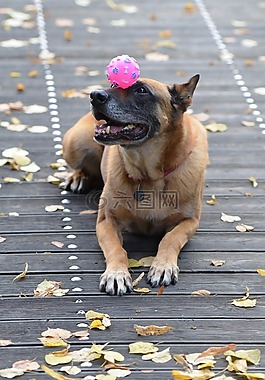 瑪利諾犬,球的狗,甜