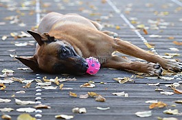 瑪利諾犬,球的狗,甜