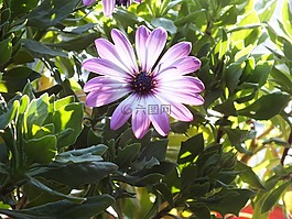 花,花卉,夏天