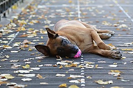瑪利諾犬,球的狗,甜
