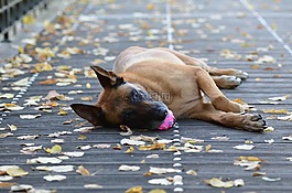 瑪利諾犬,球的狗,甜