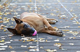 瑪利諾犬,球的狗,甜
