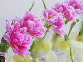 鮮花,粉紅色,郁金香