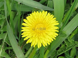 普通的蒲公英,蒲公英,草坪草