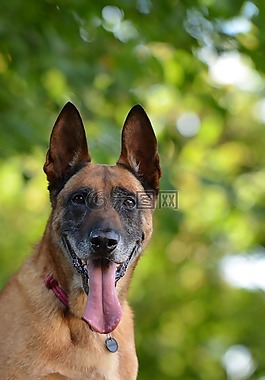 瑪利諾犬,比利時(shí)牧羊犬,肖像