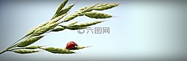 瓢蟲,耳,天空