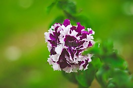 紫色,鮮花,自然