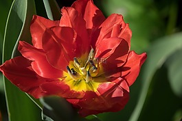 關(guān)閉,黃色紅色,tulpenbluete
