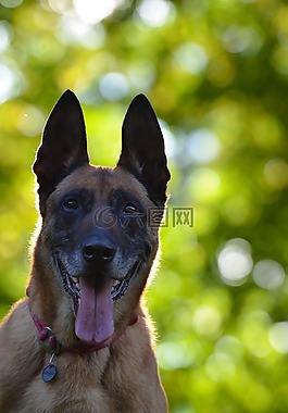 瑪利諾犬,比利時(shí)牧羊犬,肖像