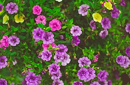 小,鮮花,花園