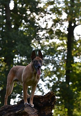 瑪利諾犬,比利時(shí)牧羊犬,肖像