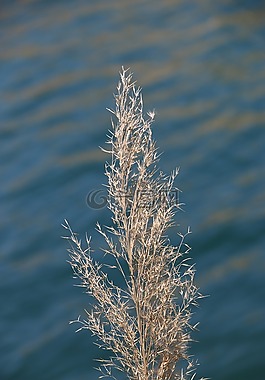 花卉,植物,性質(zhì)