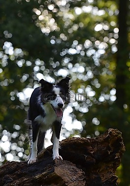 边境牧羊犬,英国牧羊犬,树
