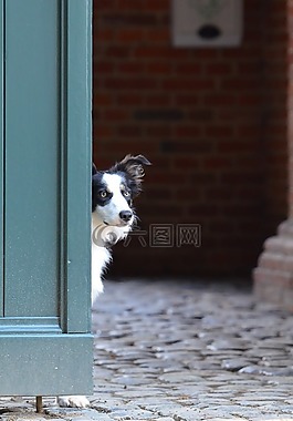 边境牧羊犬,门,英国牧羊犬