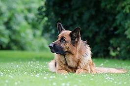 德国牧羊犬,黑褐色,躺在