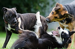 邊境牧羊犬,混合動(dòng)力,滑稽