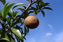 人心果,人心,水果