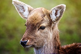 獐鹿,休耕鹿,野生
