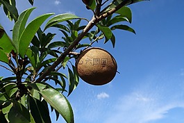 人心果,人心,水果