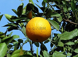 橙色,水果,柑橘