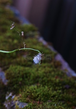 野生花卉,秋,苔