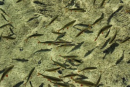 魚群,魚,學校