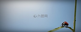 瓢蟲,耳,天空