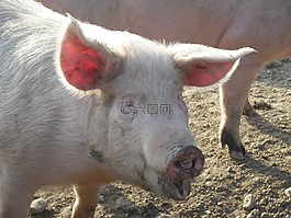豬,粉色,農(nóng)場(chǎng)